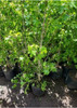 Liquidambar Styraciflua Naturaleza Activa 3