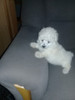Caniche Toy Color Hermoso Cachorrito 0
