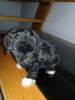 Caniche Toy Color Hermoso Cachorrito 3
