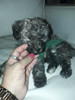 Caniche Toy Color Hermoso Cachorrito 4