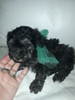 Caniche Toy Color Hermoso Cachorrito 5