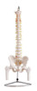 Coluna Vertebral Com Pélvis E Cabeça Do Fêmur 0