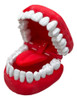 Modelo Dental Odontológico 0