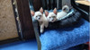 Gatitos Siameses Y Bengalies Cachorritos 0