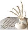 Huesos Estudio Anatomía Anatomykits 0
