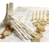 Huesos Estudio Anatomía Anatomykits 1