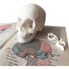 Huesos Estudio Anatomía Anatomykits 3
