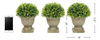 Pura Planta De Césped Artificial Podocarpus De Jardín En Con 1