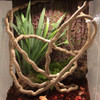 6 Terrário Para Répteis, Videiras De Escalada Na Estilo C 7
