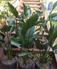 Flor Estrelitzia 3