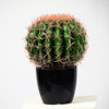 Cactus Artificial -  25 Cm - Regalosdeco 3