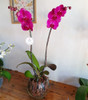 Orquidea Phalaenopsis Premium Con Maceta De Vidrio 2 Varas 3
