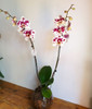 Orquidea Phalaenopsis Premium Con Maceta De Vidrio 2 Varas 4