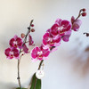 Orquidea Phalaenopsis Premium Con Maceta De Vidrio 2 Varas 5