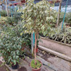 Ficus Benjamina Trenzado P30 2