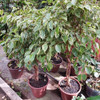 Ficus Benjamina Trenzado P30 3