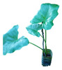 Filodendro, Philodendron Oreja De Elefante 0