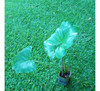 Filodendro, Philodendron Oreja De Elefante 3