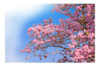 Lapacho Rosado Grande  , Arbol Para La Vereda 0