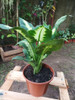 Planta Dieffenbachia Camila 2