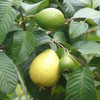 Guayabo Brasilero (amarillo) 1