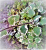 Incienso Variegado Plectranthus Vivero Cielo Verde Orgánico 0 Incienso Variegado Plectranthus Vivero Cielo Verde Orgánico 0