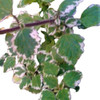 Incienso Variegado Plectranthus Vivero Cielo Verde Orgánico 0
