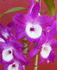 Orquídea Dendrobium Nobile Fuscia 2