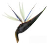 Strelitzia Nicolai , Envios A Cualquier Punto Del País 0