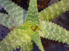 Aloe Vera Medicinal 3