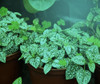 Ultra Grow Clampon Led Kit De Luz De Crecimiento Espect... 1
