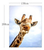 Qh 50x80 Pulgadas Linda Manta De Jirafa Con Patrón De Jirafa 4