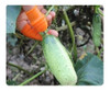 Dedal Para Cortar Ervas Jardinagem Podar Lamina Aço Borracha 4
