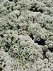 Plantines De Alyssum X Cajon De 15 Unidades Florales 1