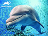 Puzzle Delfin 48 Pcs Animal Planet 1