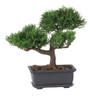 Casi Natural 4122 8.5in. Colección De Plantas De Seda Bonsai 1