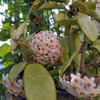 Flor De Nacar, Flor De Cera, Hoya Carnosa, Planta Trepadora. 1