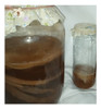 Scoby De Kombucha 2