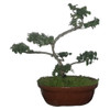 Bonsai De Olmo Chino Maceta Ovalada Cerámica Con Directrices 0