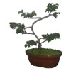 Bonsai De Olmo Chino Maceta Ovalada Cerámica Con Directrices 1