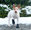 Botitas Botas Antideslizante Perro Goma Walker Active L - Xl 4 Botitas Botas Antideslizante Perro Goma Walker Active L - Xl 4