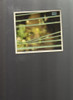 Cd Musical Celeste Carballo, Celos, Bmv, 2008 1