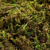 Imikeya Musgo Artificial: 2.12 Oz Musgo Artificial Verde 6