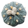 Cactus - Astrophytum Asteria 3