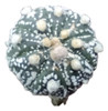 Cactus - Astrophytum Asteria 4