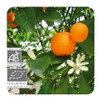 Aceite Esencial Pranarom Mandarina 10 Ml 2