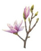 Magnolia Liliflora - Hermoso Árbol - Envío Caba Y Gba 0