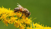 Cera Virgen De Abejas Sin Refinar Agro-ecologica Por 500 Grs 2 Cera Virgen De Abejas Sin Refinar Agro-ecologica Por 500 Grs 2