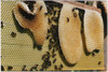 Cera Virgen De Abejas Sin Refinar Agro-ecologica Por 500 Grs 3 Cera Virgen De Abejas Sin Refinar Agro-ecologica Por 500 Grs 3