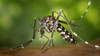 Larvicida . Controle  Larvas De Mosquitos. 1 Lt 1